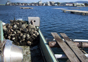 加茂湖の牡蠣