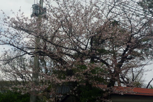 桜2015