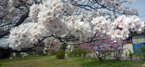 福浦公園の桜