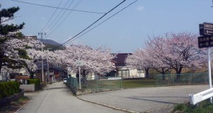 桜2017